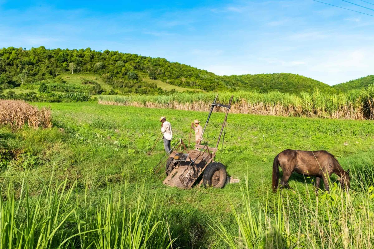 Cuban Rum Why It Is Truly First In Class Cuba Candela