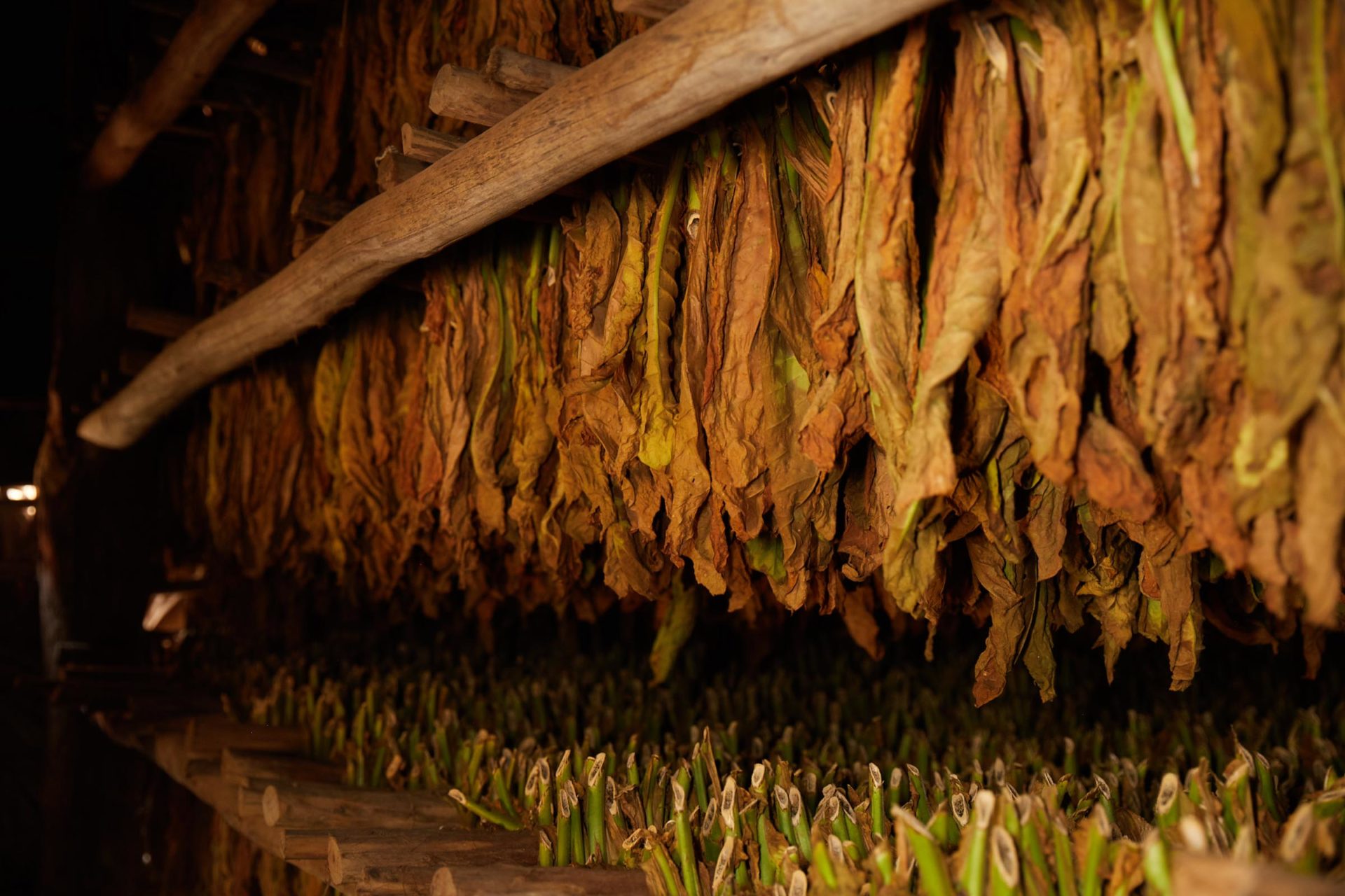 Cuba And The Art Of Tobacco